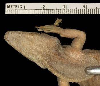 Media type: image;   Herpetology R-132371 Aspect: head ventral